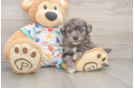Fluffy Havapoo Poodle Mix Pup