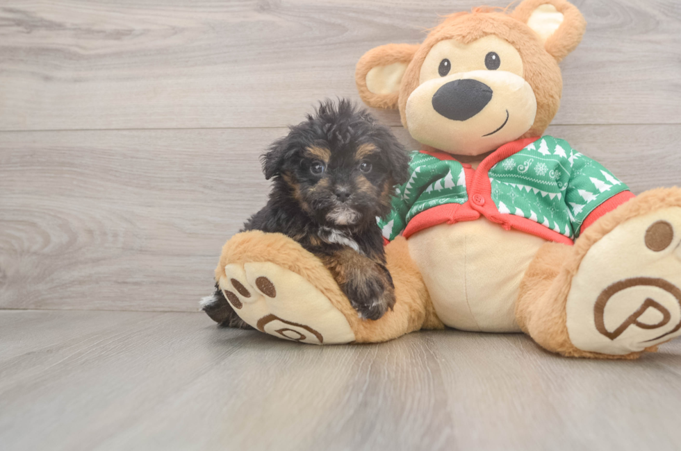 5 week old Havapoo Puppy For Sale - Florida Fur Babies