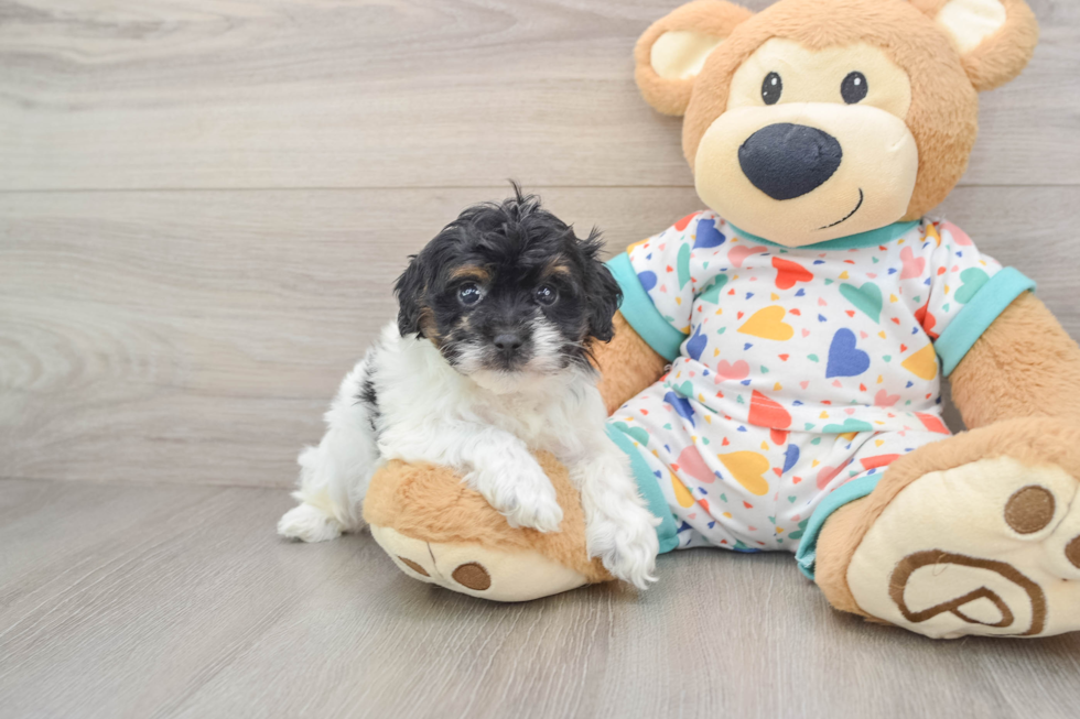 Playful Havadoodle Poodle Mix Puppy