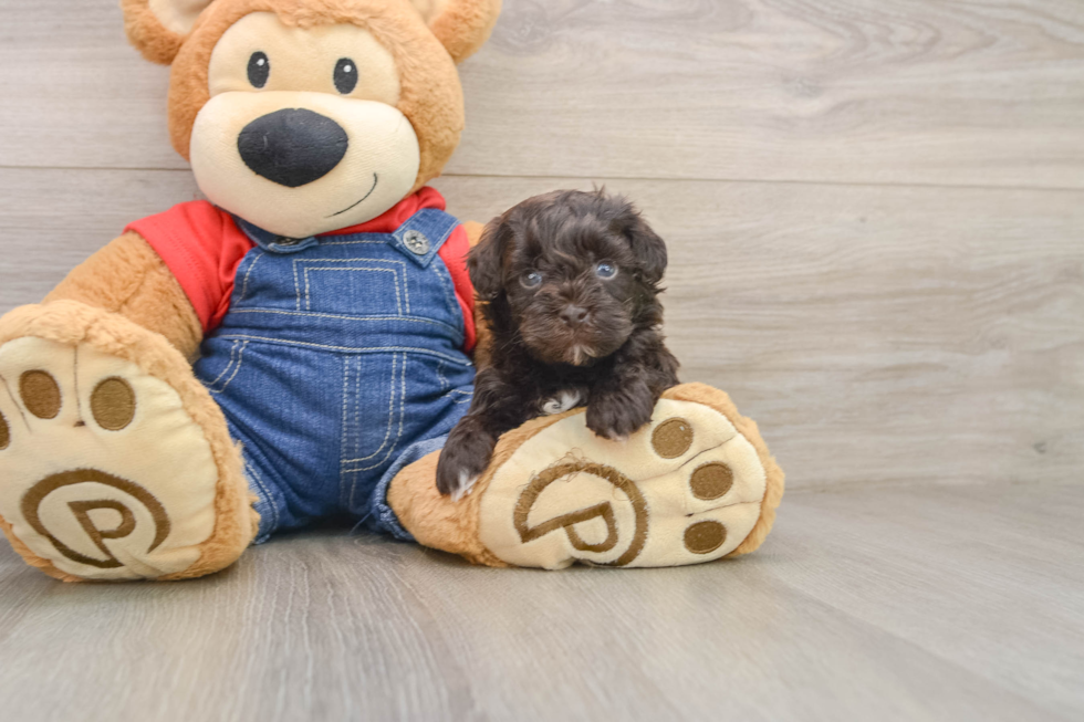 Funny Havapoo Poodle Mix Pup