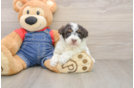Havapoo Puppy for Adoption
