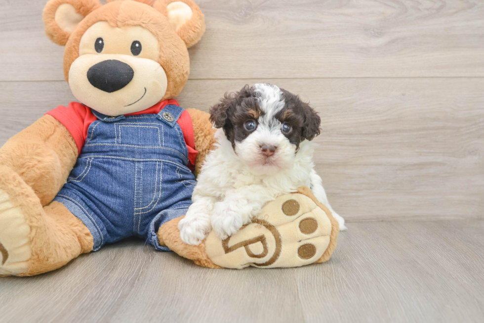 Havapoo Puppy for Adoption