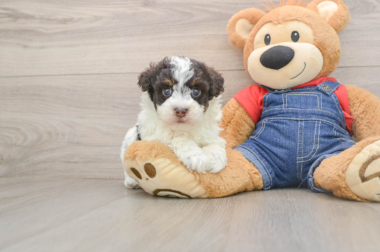 Fluffy Havapoo Poodle Mix Pup