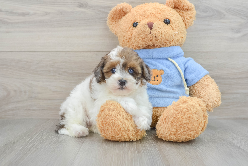 Playful Havadoodle Poodle Mix Puppy