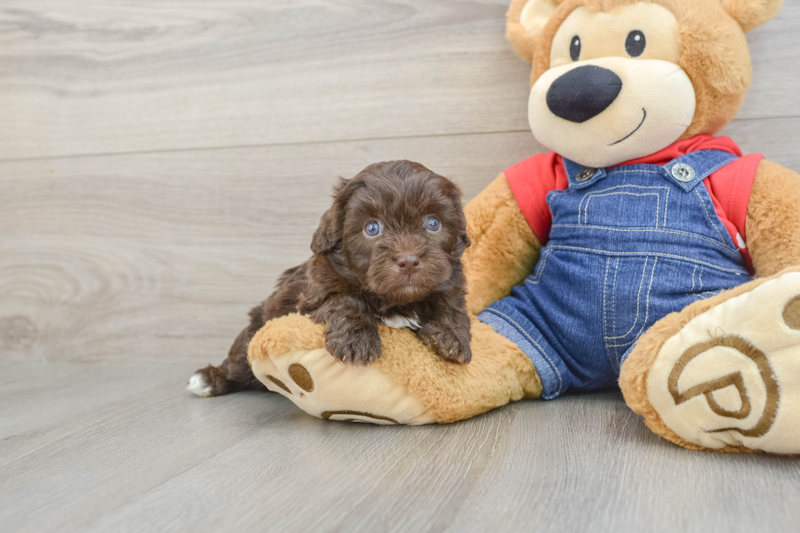 Meet Pedro - our Havapoo Puppy Photo 1/3 - Florida Fur Babies