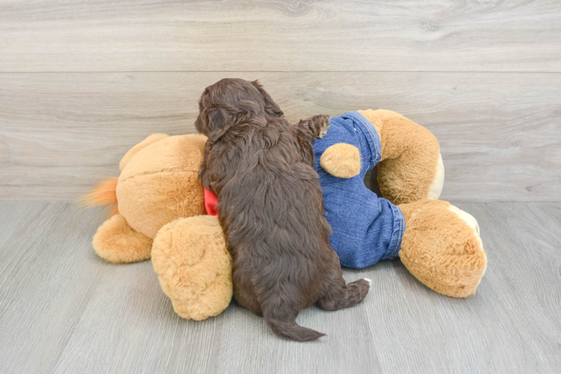 Meet Pedro - our Havapoo Puppy Photo 2/3 - Florida Fur Babies