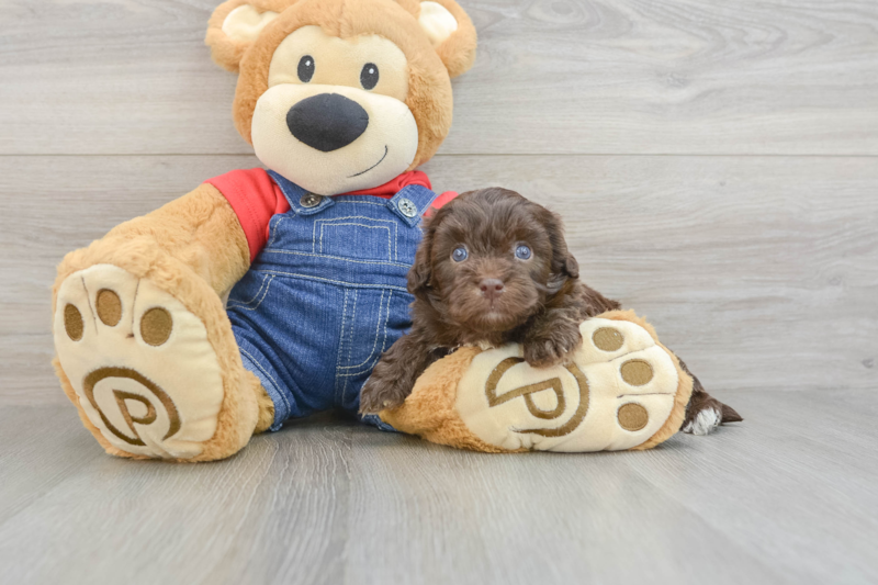 Meet Pedro - our Havapoo Puppy Photo 3/3 - Florida Fur Babies