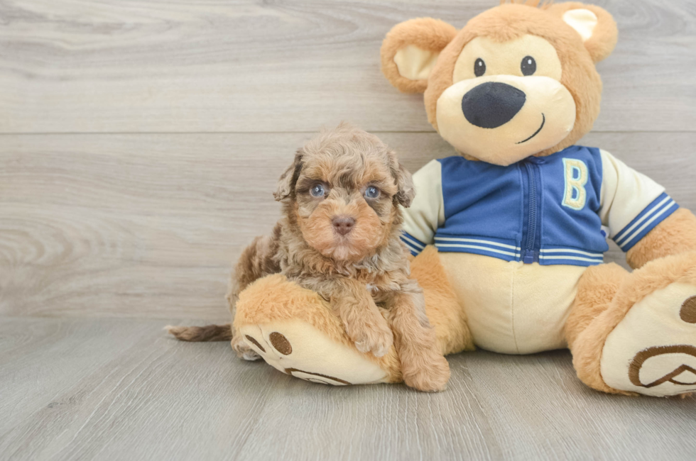 5 week old Havapoo Puppy For Sale - Florida Fur Babies