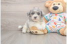 Havapoo Pup Being Cute