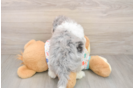 Havapoo Pup Being Cute