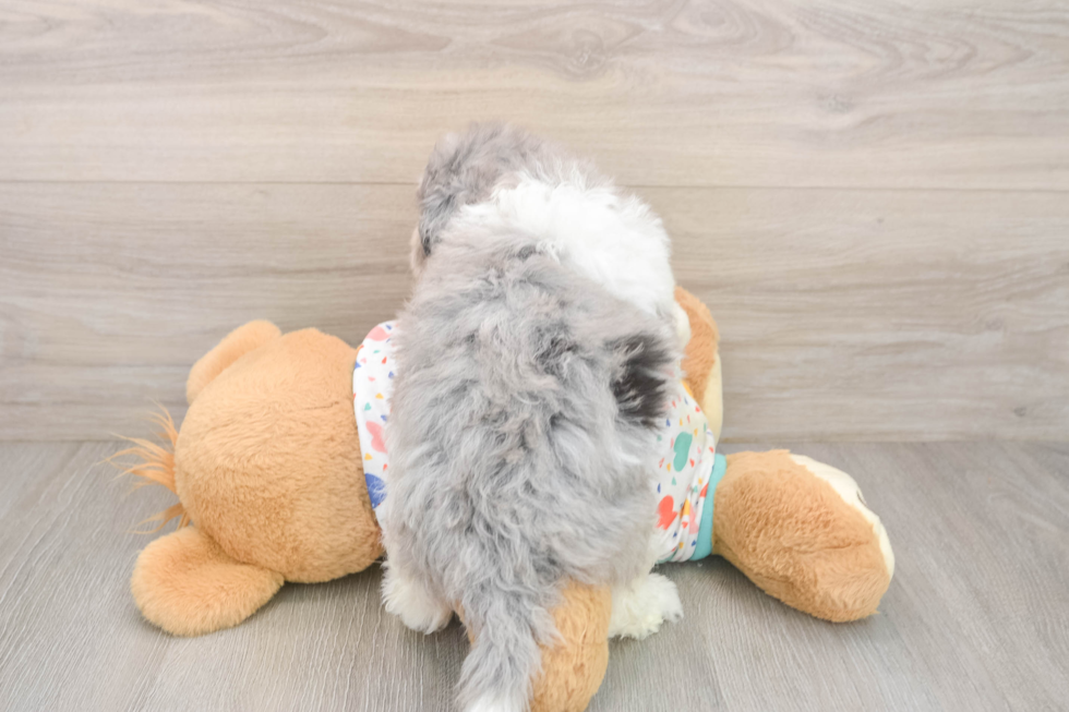 Havapoo Pup Being Cute