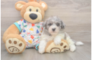 Fluffy Havapoo Poodle Mix Pup