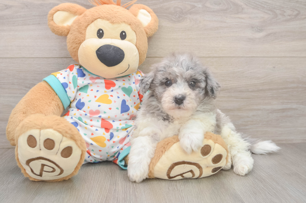 5 week old Havapoo Puppy For Sale - Florida Fur Babies