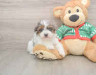 6 week old Havapoo Puppy For Sale - Florida Fur Babies