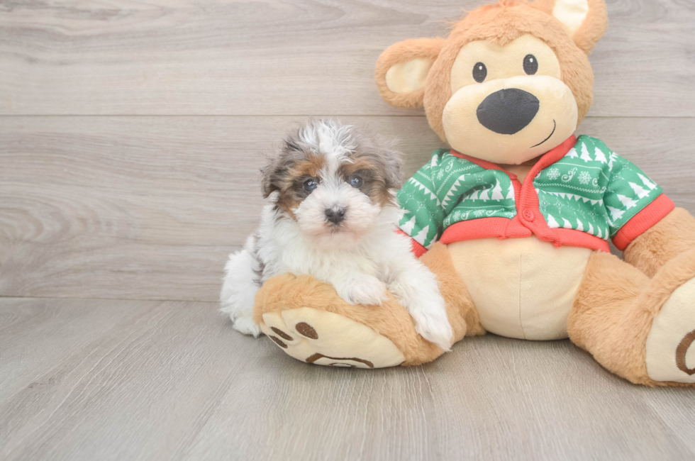 5 week old Havapoo Puppy For Sale - Florida Fur Babies