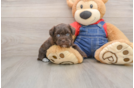Energetic Havadoodle Poodle Mix Puppy