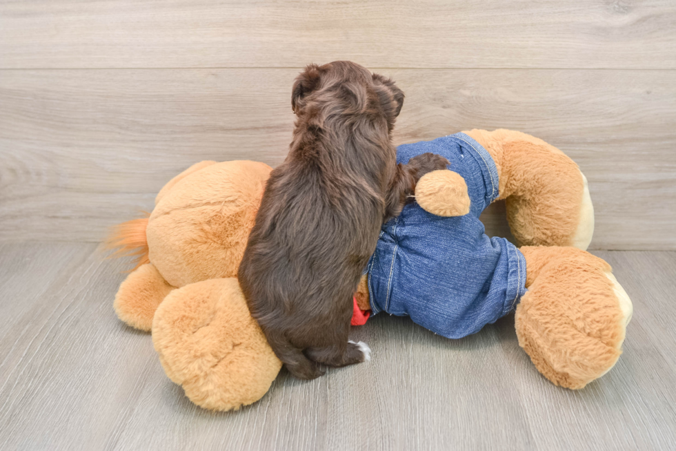 Havapoo Pup Being Cute