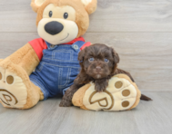 7 week old Havapoo Puppy For Sale - Florida Fur Babies