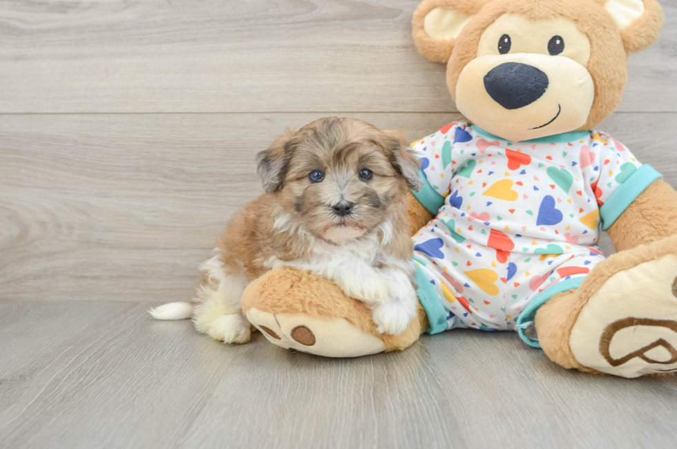 5 week old Havapoo Puppy For Sale - Florida Fur Babies