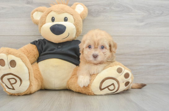 Fluffy Havapoo Poodle Mix Pup