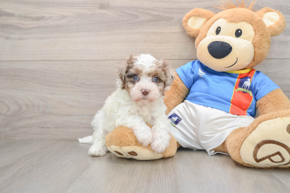 Havapoo Pup Being Cute