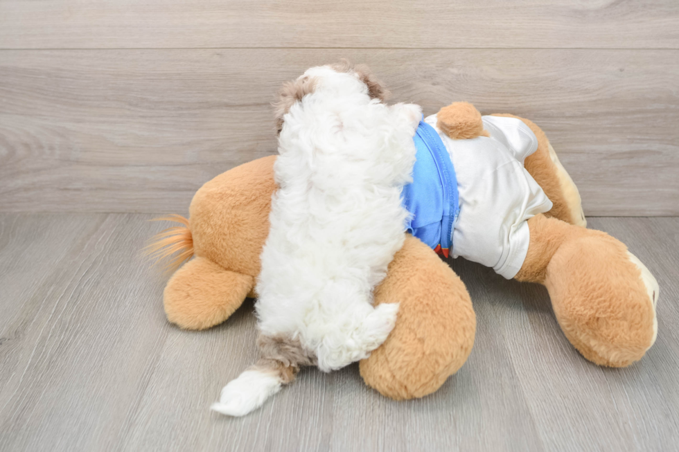 Havapoo Puppy for Adoption