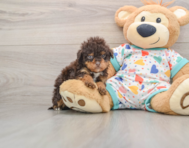 7 week old Havapoo Puppy For Sale - Florida Fur Babies