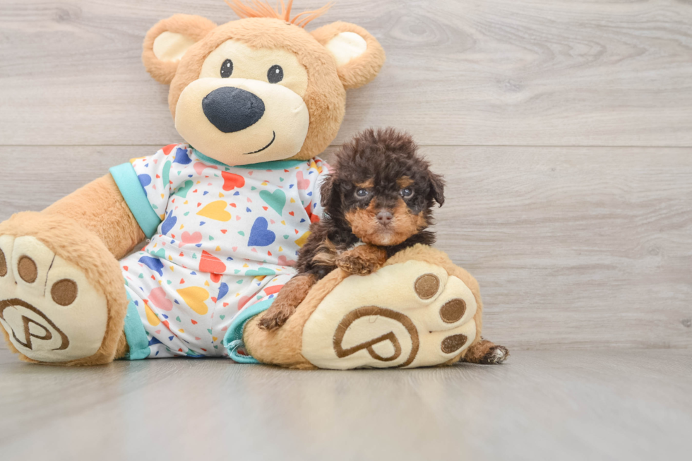 Adorable Havadoodle Poodle Mix Puppy