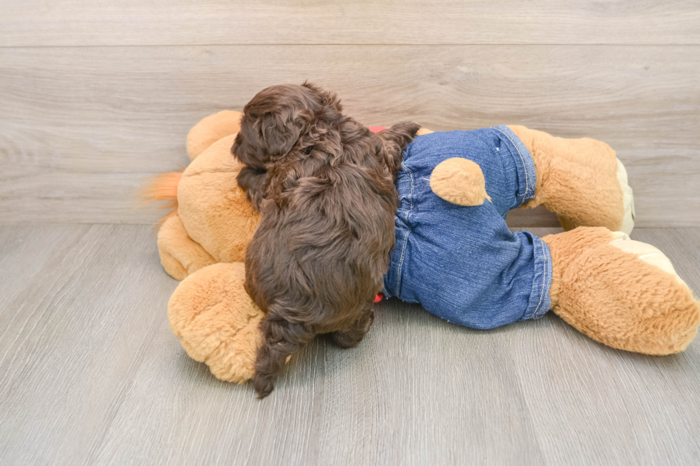 Havapoo Pup Being Cute