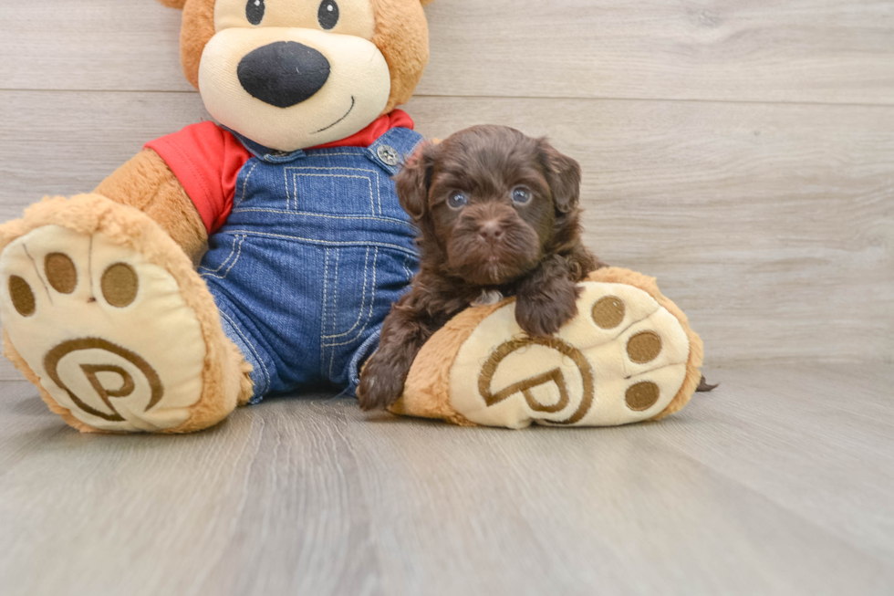 Playful Havadoodle Poodle Mix Puppy
