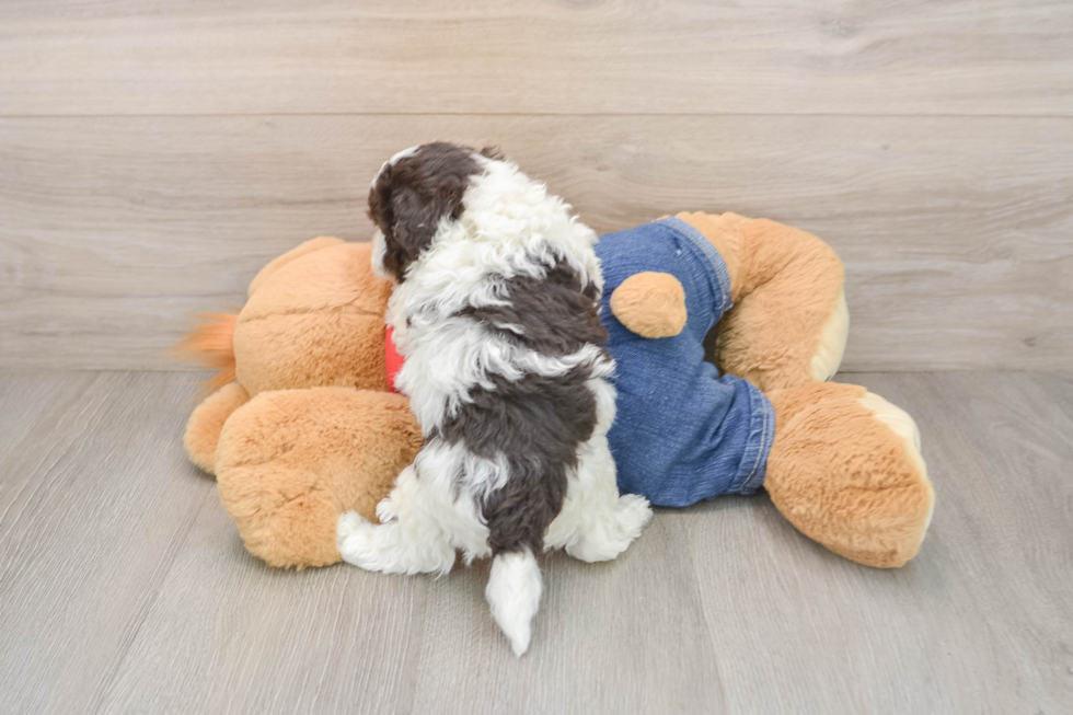 Hypoallergenic Havadoodle Poodle Mix Puppy