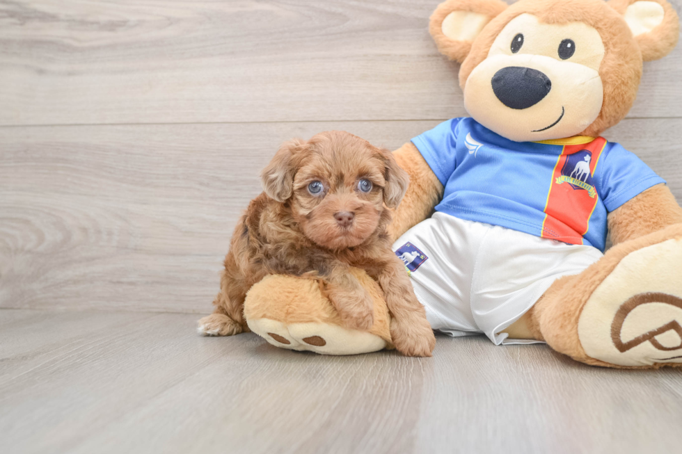 Havapoo Pup Being Cute