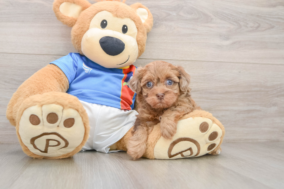 Havapoo Puppy for Adoption