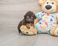 7 week old Havapoo Puppy For Sale - Florida Fur Babies