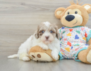 8 week old Havapoo Puppy For Sale - Florida Fur Babies