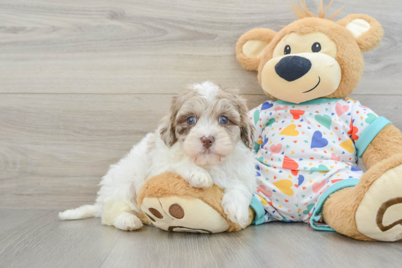 Meet Petunia - our Havapoo Puppy Photo 1/3 - Florida Fur Babies