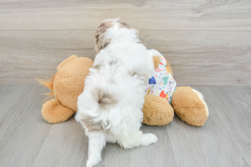 Meet Petunia - our Havapoo Puppy Photo 2/3 - Florida Fur Babies