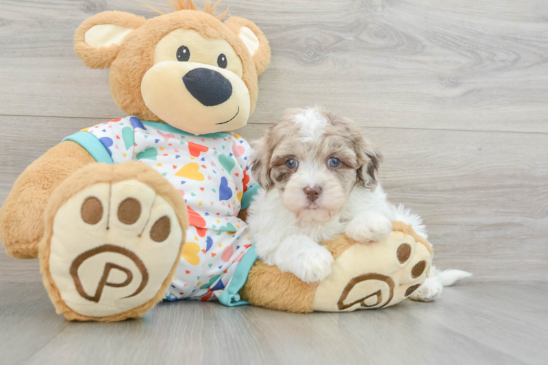 Meet Petunia - our Havapoo Puppy Photo 3/3 - Florida Fur Babies
