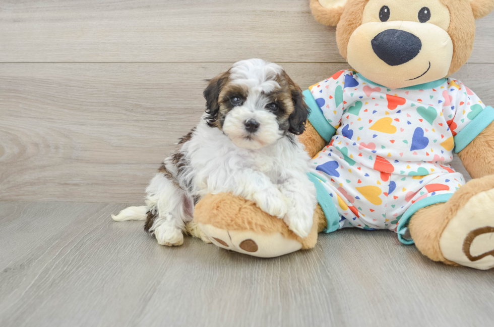 5 week old Havapoo Puppy For Sale - Florida Fur Babies