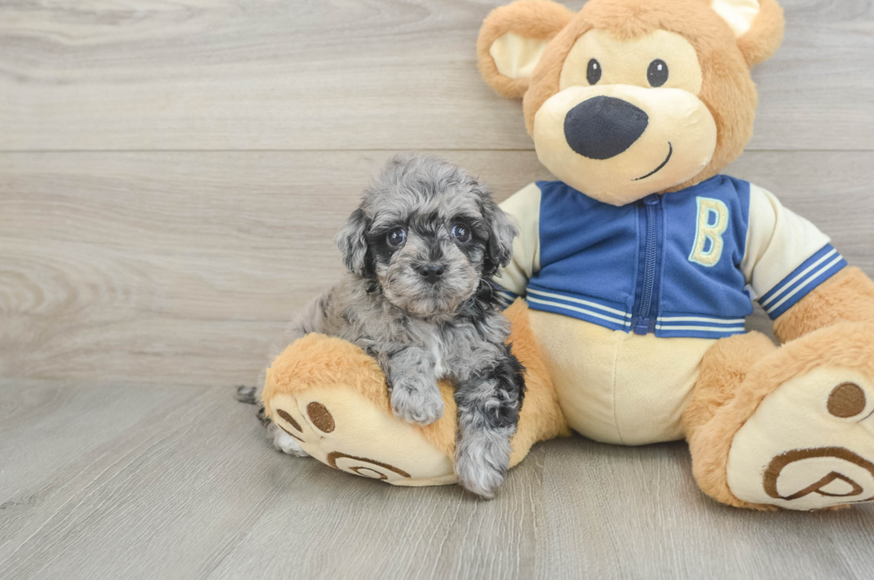 5 week old Havapoo Puppy For Sale - Florida Fur Babies