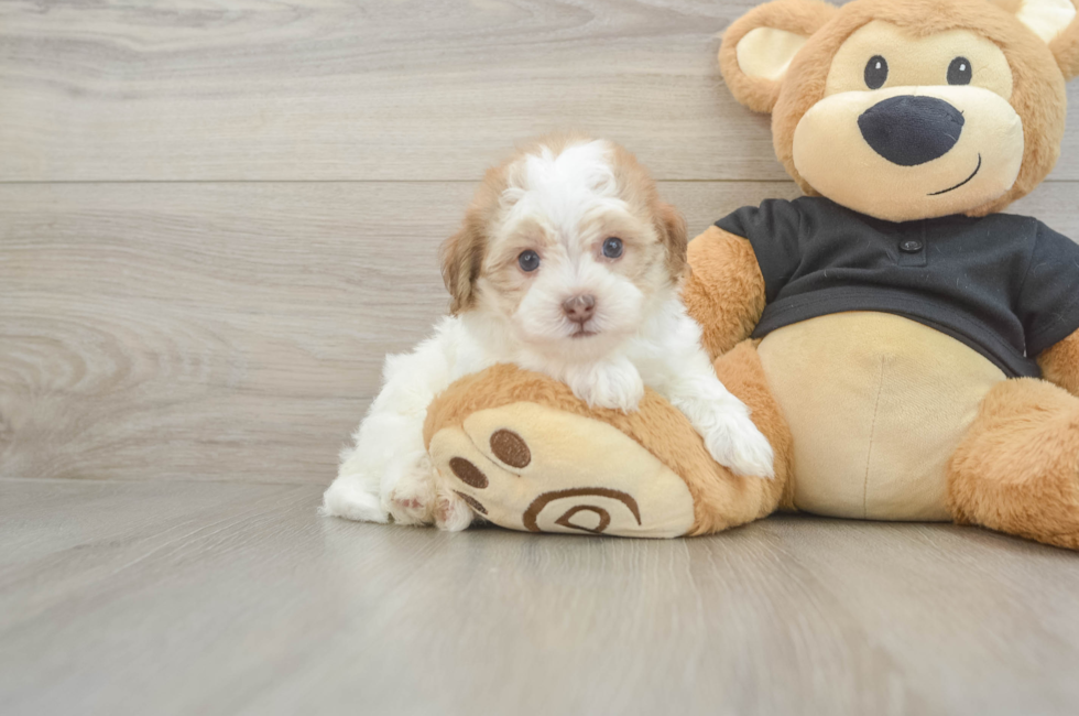 5 week old Havapoo Puppy For Sale - Florida Fur Babies