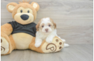 Havapoo Pup Being Cute