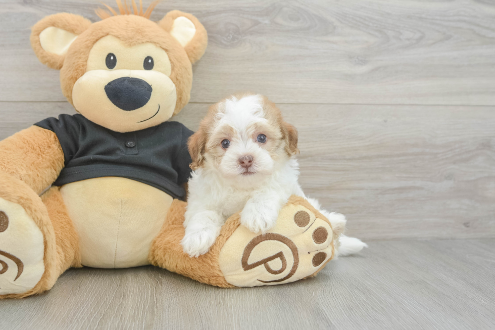 Havapoo Pup Being Cute