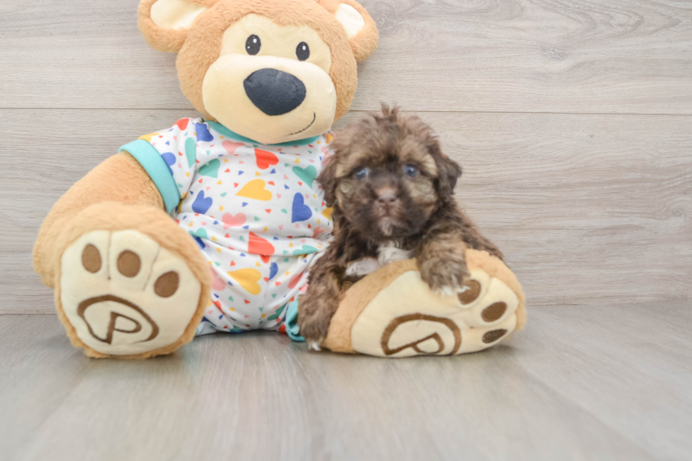 Playful Havadoodle Poodle Mix Puppy
