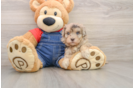 Popular Havapoo Poodle Mix Pup
