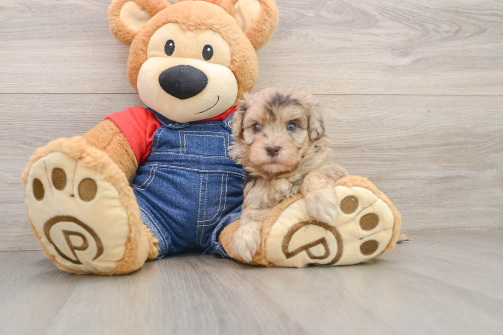 Popular Havapoo Poodle Mix Pup