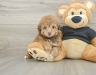 9 week old Havapoo Puppy For Sale - Florida Fur Babies