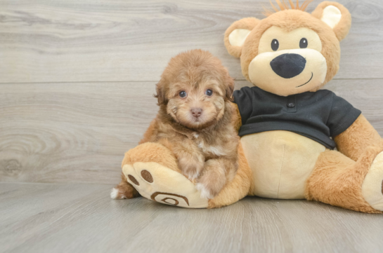 Havapoo Pup Being Cute