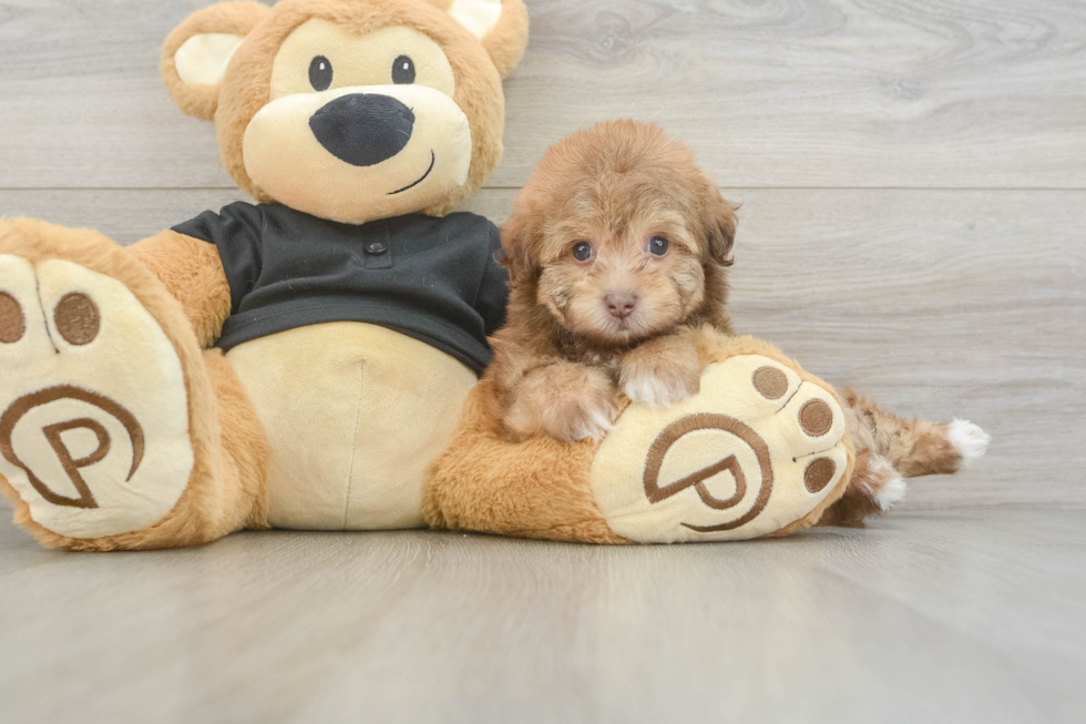 Playful Havadoodle Poodle Mix Puppy