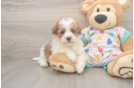 Cute Havapoo Baby